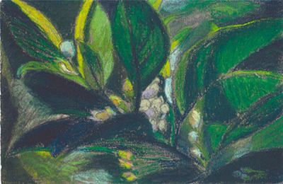 El taronger de la Laia Pintura al pastel 16 x 25 cm
