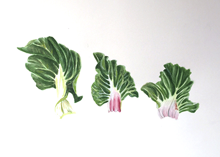 Bledes Acuarel·la 31x 23 cm